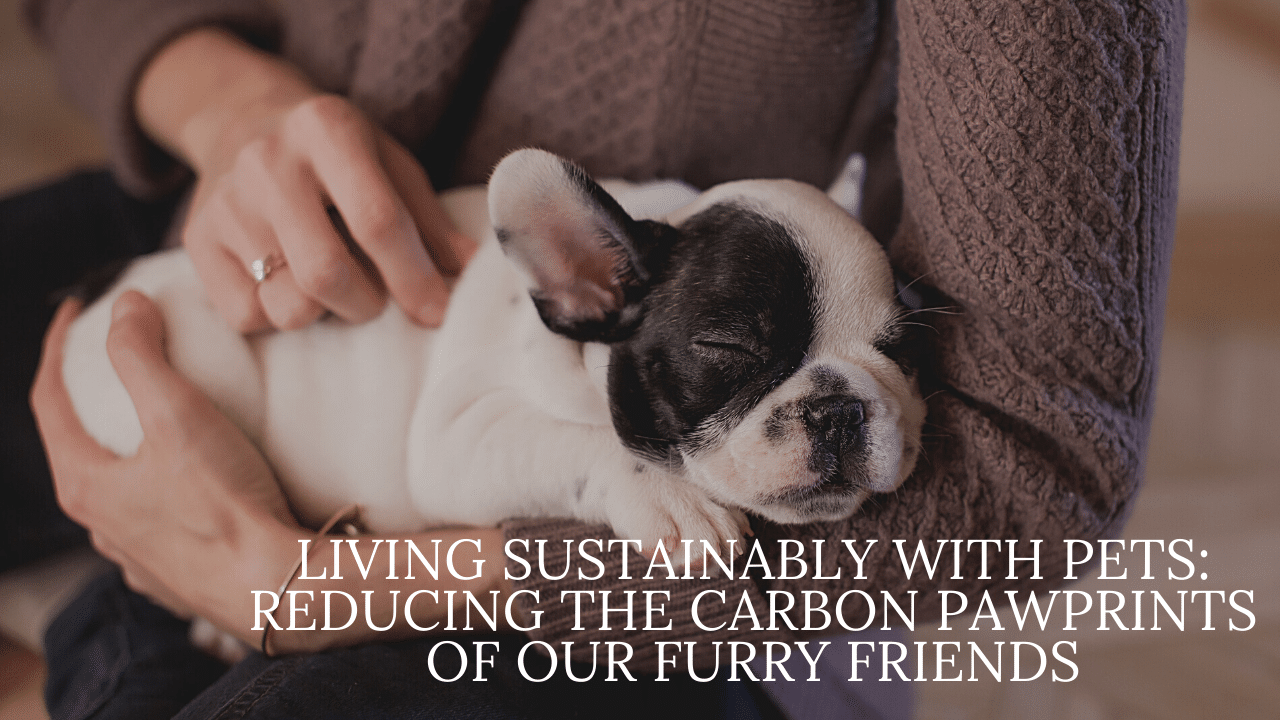 Living Sustainability With Pets: Reducing The Carbon Pawprints Of Our Furry Friends