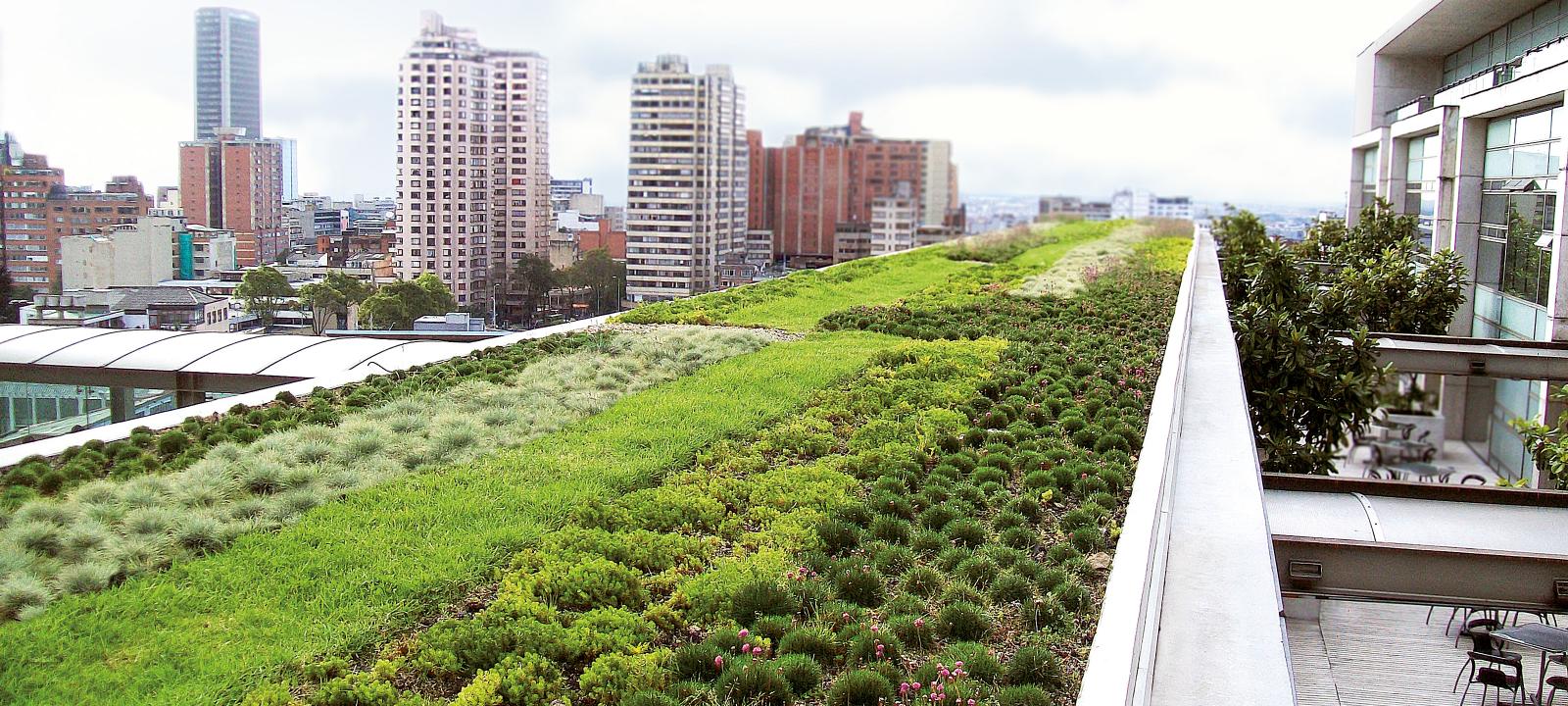 Green Roofs: Everything You Need to Know So They Won’t Go Over Your Head